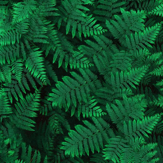 Modern Area Rug
