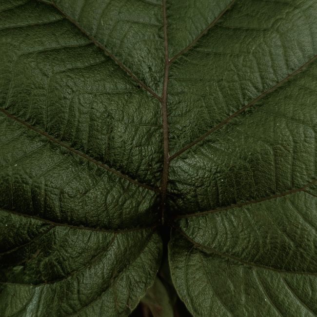 Oversized Duvet Cover - Forest Green